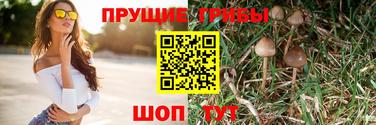 купить закладку  Галлюциногенные грибы GOLDEN TEACHER  Вход с VPN  Новодвинск 